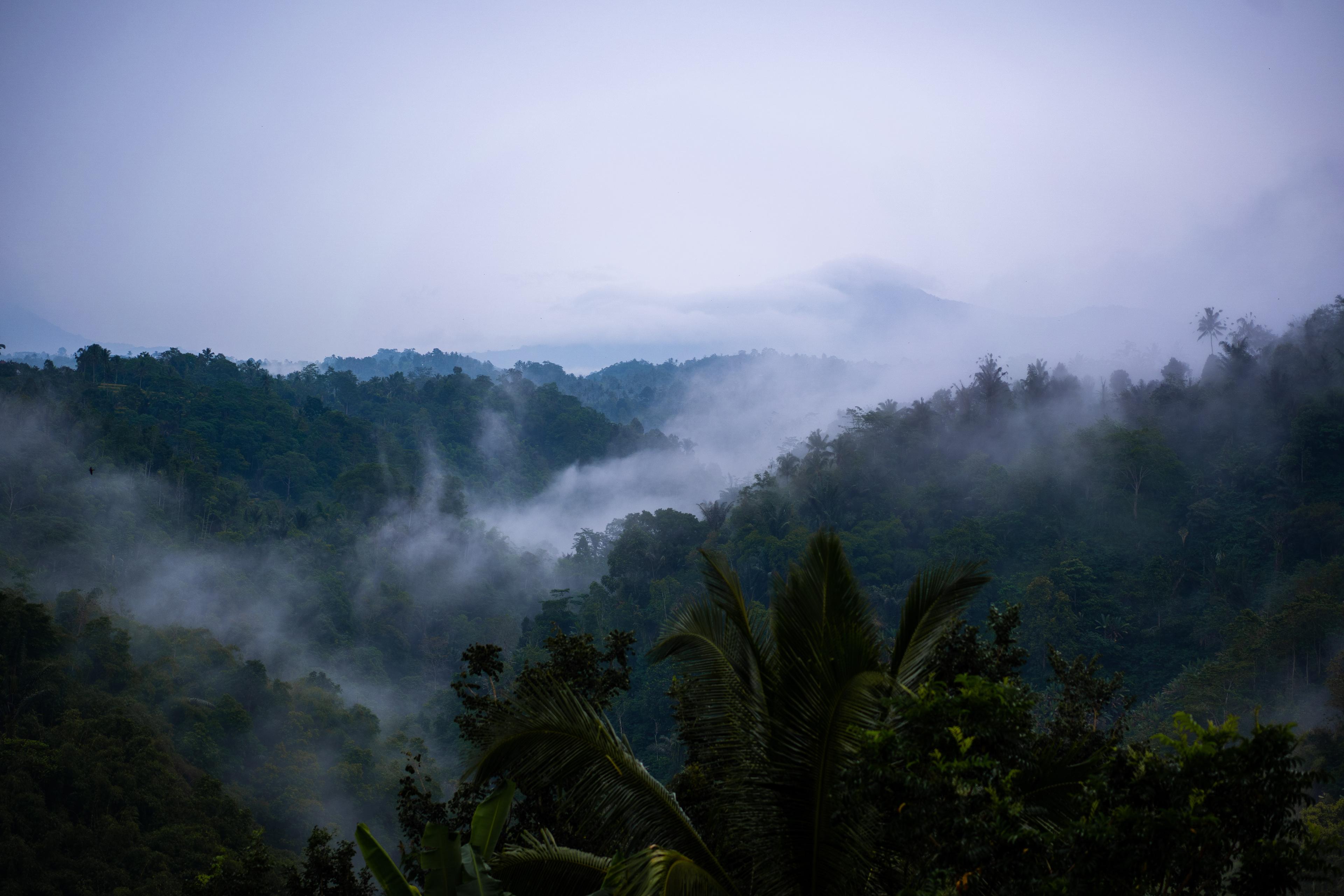 Banyan Tree Escape