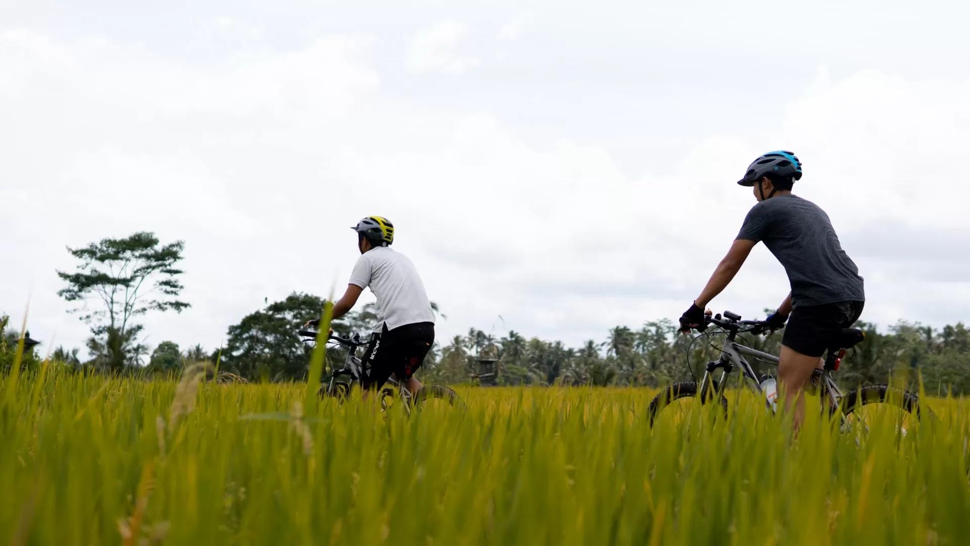 Cyclists ride through lush rice fields, enjoying nature at Banyan Tree Escape - Buahan.