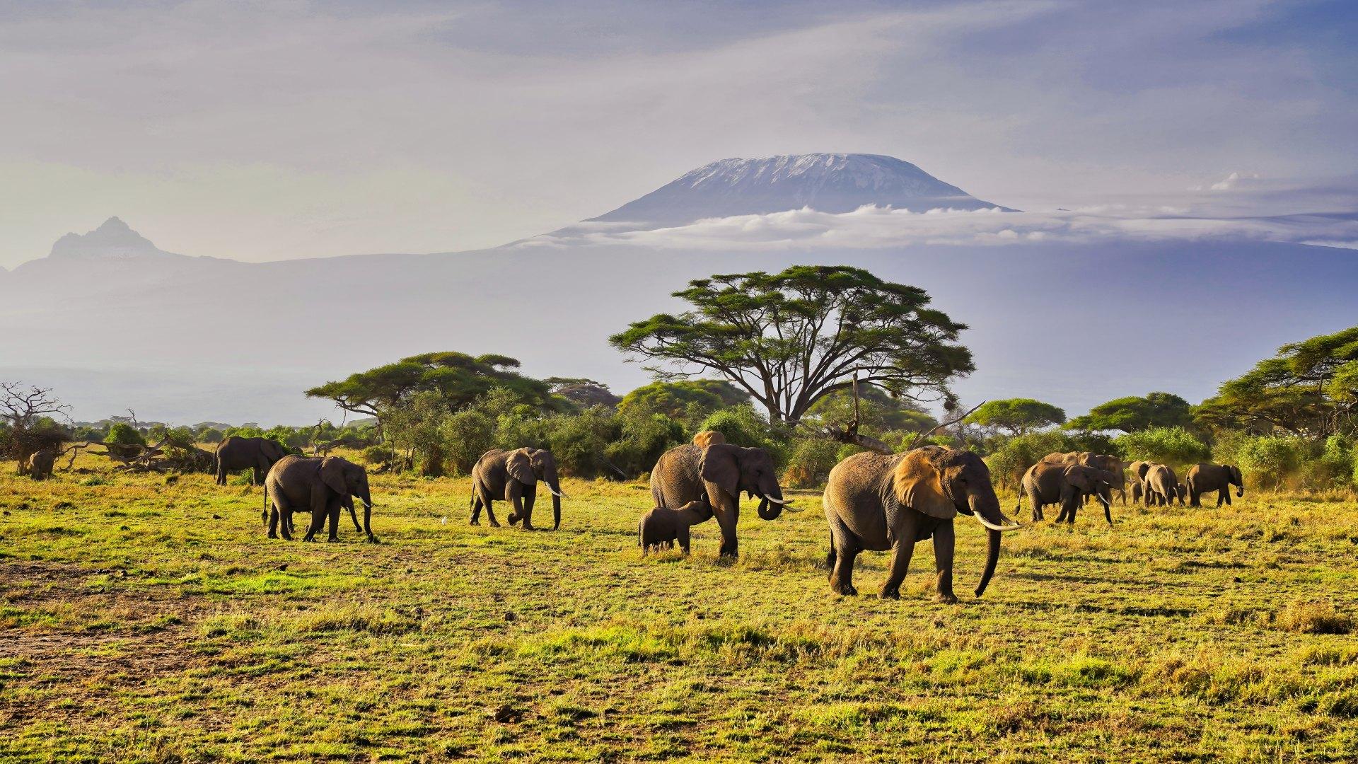 Elephants in Ubuyu, Tanzania