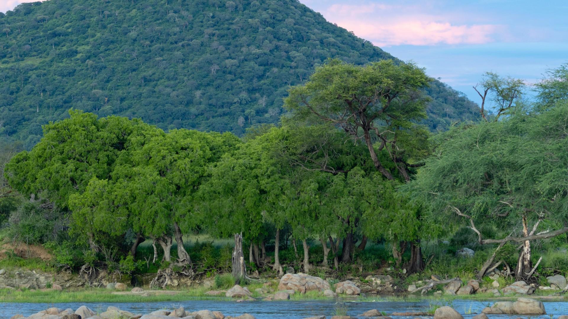 A forest in Ubuyu